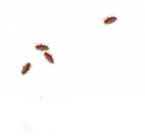 cockroach on desktop-系统软件