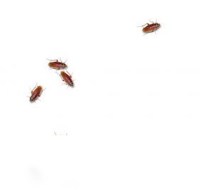 cockroach on desktop
