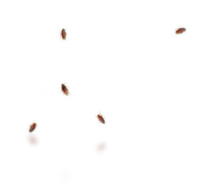 cockroach on desktop
