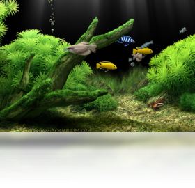 Dream Aquarium