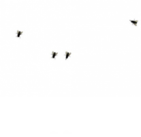 Fly on desktop-系统软件