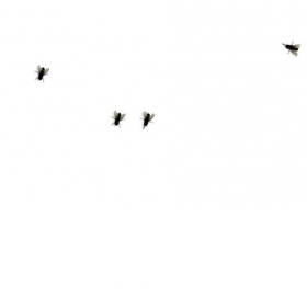 Fly on desktop