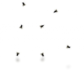 Fly on desktop